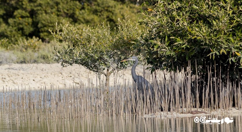 درختان کرنای اتاکیرا در دوحه -  شهر دوحه
