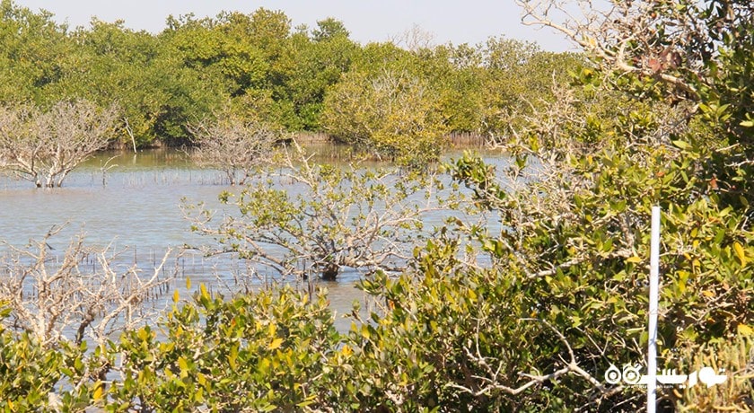  درختان کرنای اتاکیرا در دوحه شهر قطر کشور دوحه