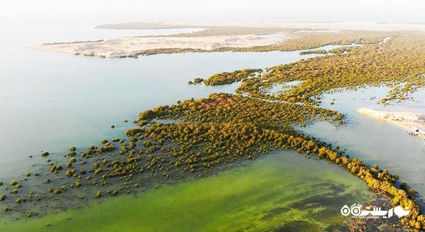 درختان کرنای اتاکیرا در دوحه -  شهر دوحه