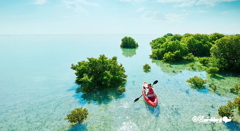 درختان کرنای اتاکیرا در دوحه -  شهر دوحه