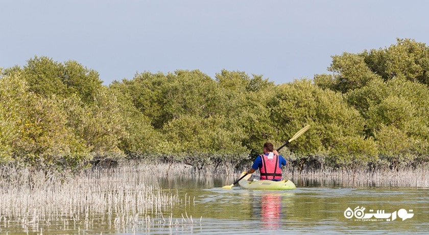  درختان کرنای اتاکیرا در دوحه شهر قطر کشور دوحه
