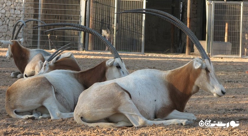 باغ وحش دوحه -  شهر دوحه