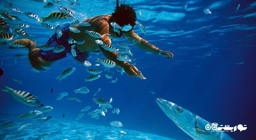 سرگرمی غواصی بدون تجهیزات در دوحه شهر قطر کشور دوحه