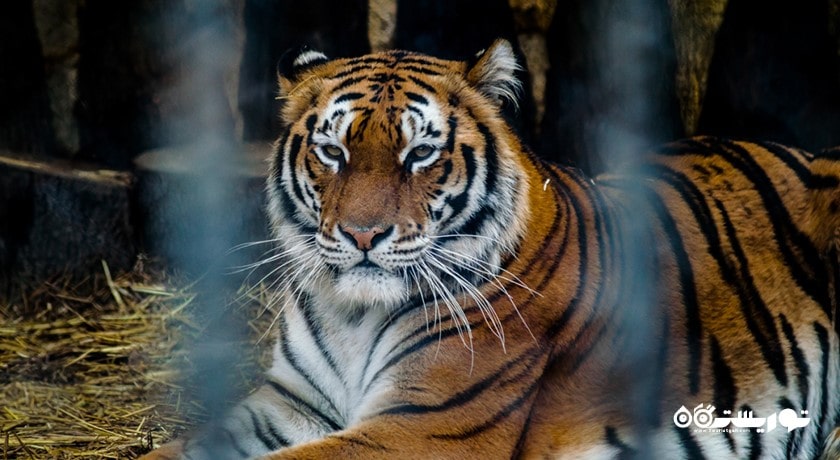 سرگرمی زو پارک وارنا شهر بلغارستان کشور وارنا