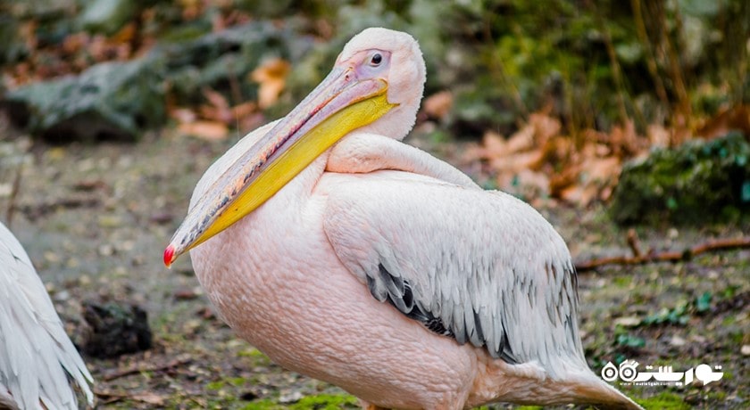 سرگرمی زو پارک وارنا شهر بلغارستان کشور وارنا