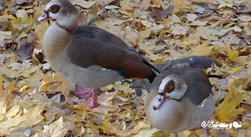 سرگرمی زو پارک وارنا شهر بلغارستان کشور وارنا