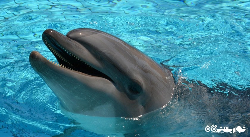 سرگرمی پارک دلفین آدالند شهر ترکیه کشور کوش آداسی
