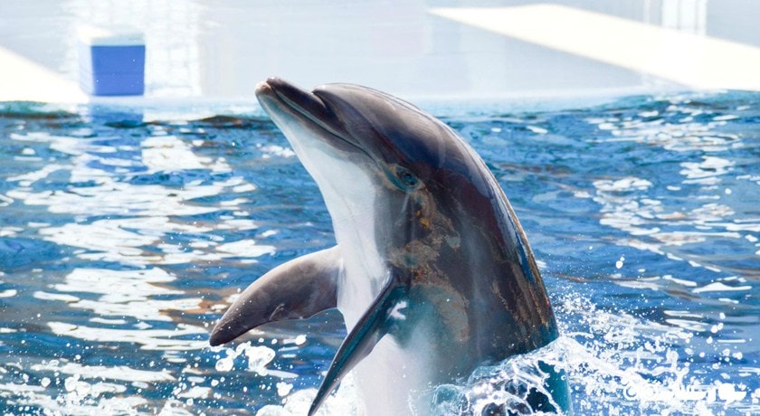 سرگرمی پارک دلفین آدالند شهر ترکیه کشور کوش آداسی