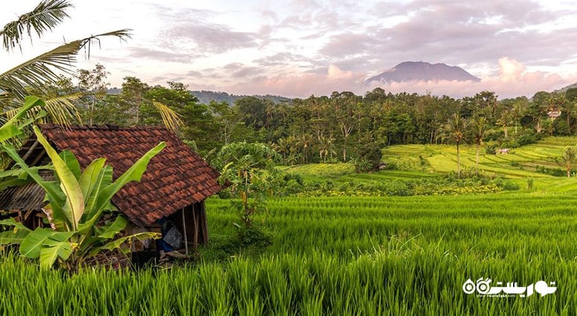 دهکده سیدمن -  شهر بالی