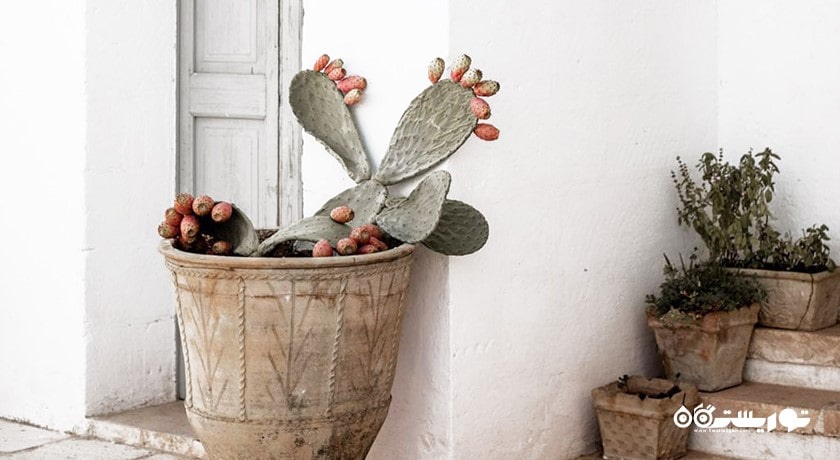 رستوران رستوران مائوری شهر بالی 