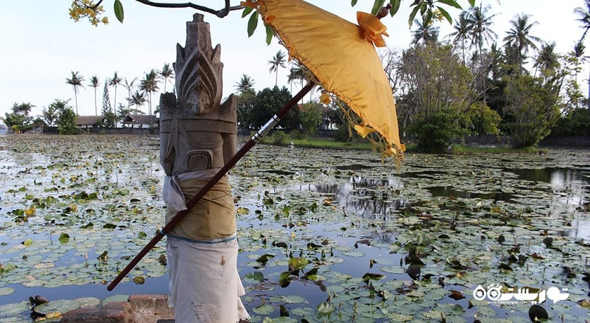 تالاب نیلوفر آبی کاندیداسا -  شهر بالی