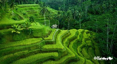 تراس های برنج تگالالانگ -  شهر بالی