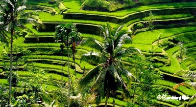  تراس های برنج تگالالانگ شهر اندونزی کشور بالی