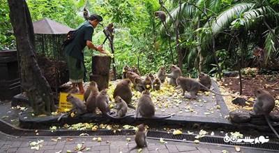 جنگل میمون های اوبود -  شهر بالی