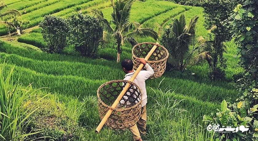  تراس های برنج جاتیلووی شهر اندونزی کشور بالی