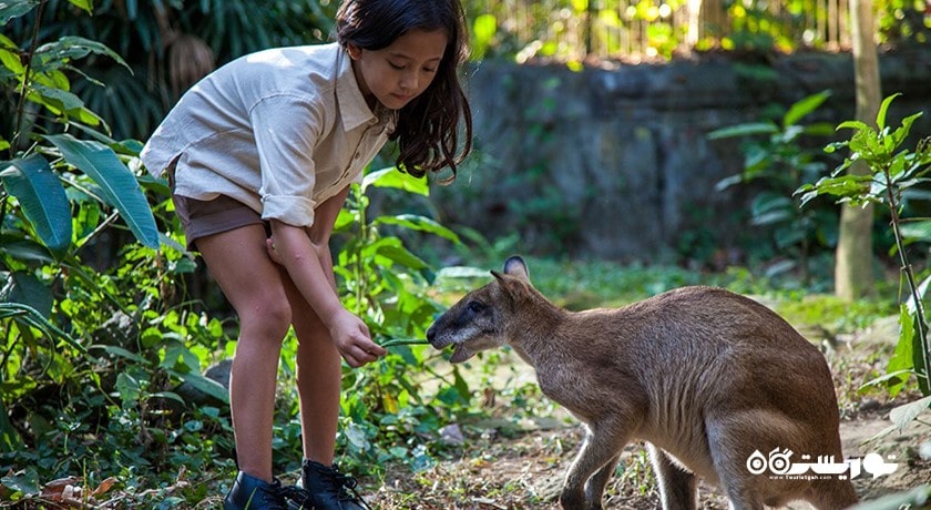 سرگرمی باغ وحش بالی شهر اندونزی کشور بالی