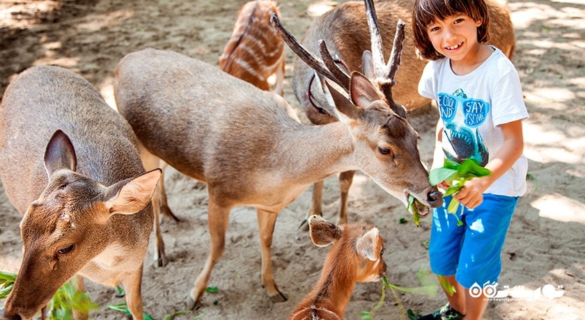 سرگرمی باغ وحش بالی شهر اندونزی کشور بالی