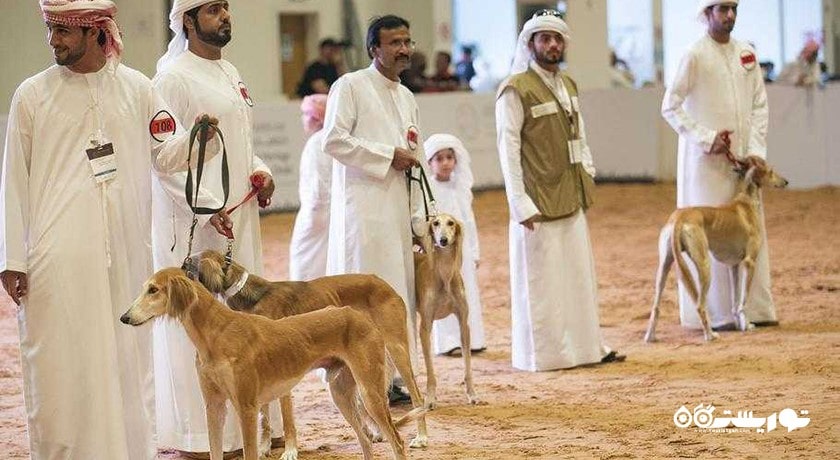  مرکز سالوکی عربی شهر امارات متحده عربی کشور ابوظبی