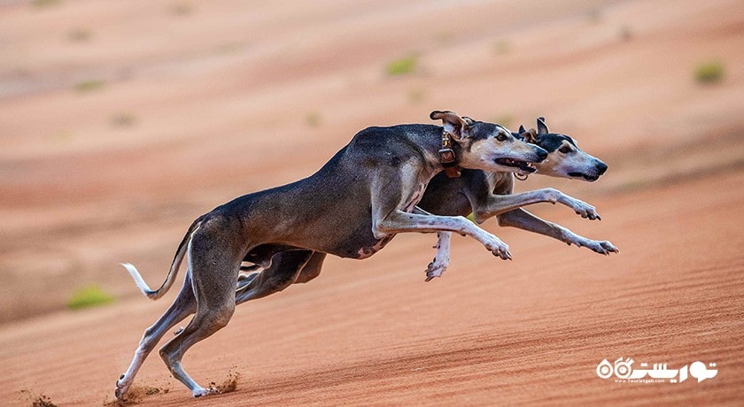  مرکز سالوکی عربی شهر امارات متحده عربی کشور ابوظبی