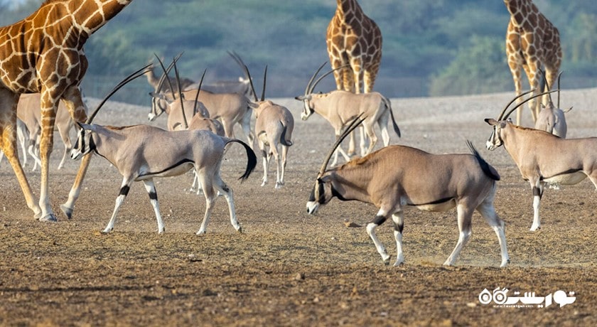 جزیره سر بنی یاس -  شهر ابوظبی