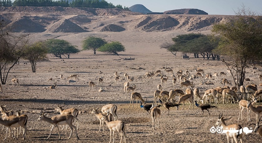 جزیره سر بنی یاس -  شهر ابوظبی
