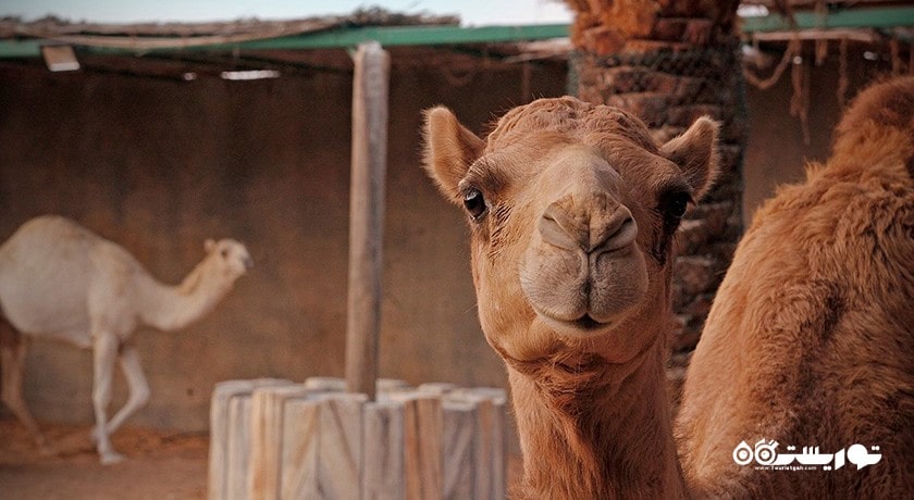 باغ وحش پارک امارات -  شهر ابوظبی