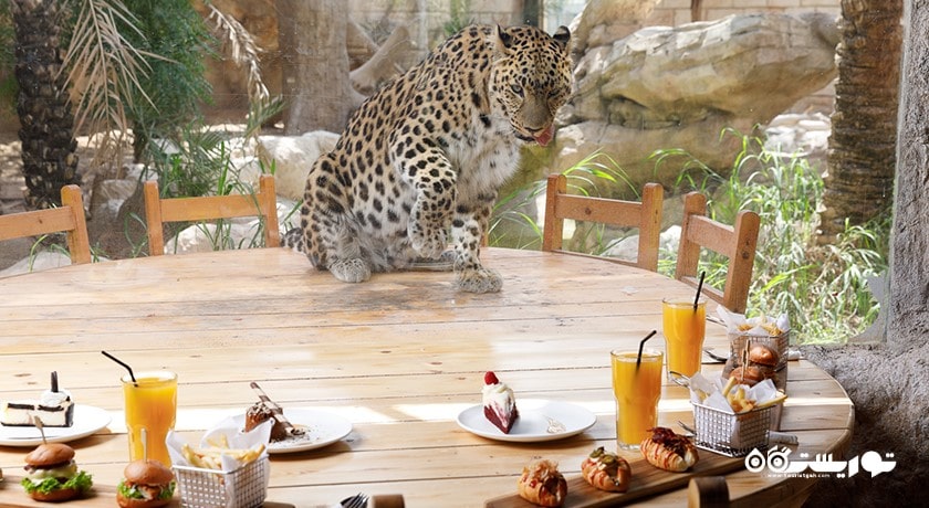 سرگرمی صرف ناهار با پلنگ شهر امارات متحده عربی کشور ابوظبی
