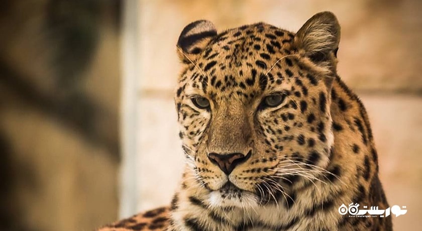 سرگرمی صرف ناهار با پلنگ شهر امارات متحده عربی کشور ابوظبی