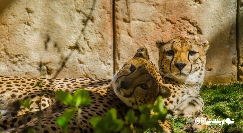 سرگرمی صرف ناهار با پلنگ شهر امارات متحده عربی کشور ابوظبی