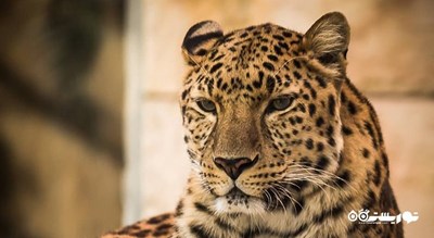 سرگرمی صرف ناهار با پلنگ شهر امارات متحده عربی کشور ابوظبی