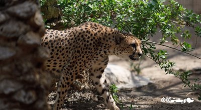 سرگرمی صرف ناهار با پلنگ شهر امارات متحده عربی کشور ابوظبی