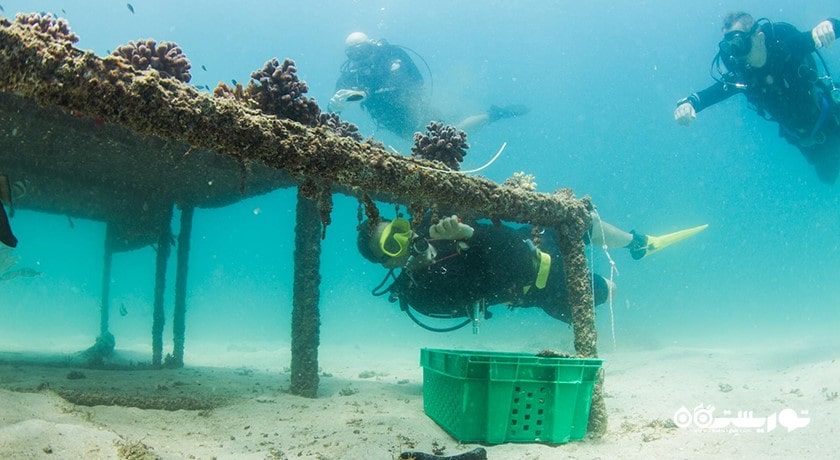سرگرمی غواصی در المهاره شهر امارات متحده عربی کشور ابوظبی