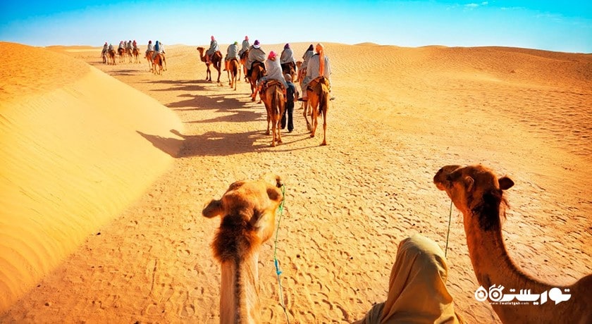 سرگرمی سافاری شتر شهر امارات متحده عربی کشور ابوظبی