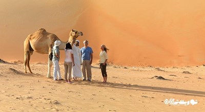 سرگرمی سافاری شتر شهر امارات متحده عربی کشور ابوظبی
