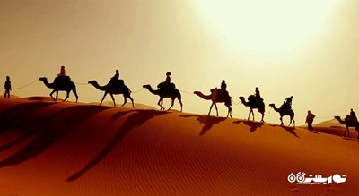 سرگرمی سافاری شتر شهر امارات متحده عربی کشور ابوظبی