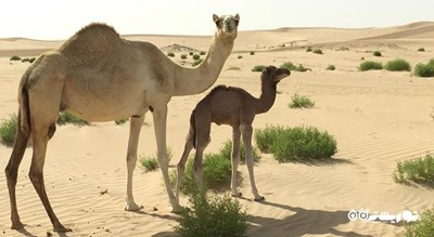 سرگرمی سافاری شتر شهر امارات متحده عربی کشور ابوظبی