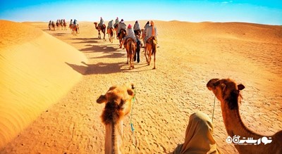 سرگرمی سافاری شتر شهر امارات متحده عربی کشور ابوظبی