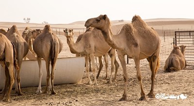 سرگرمی سافاری شتر شهر امارات متحده عربی کشور ابوظبی