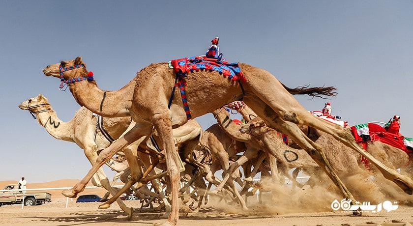سرگرمی مسابقه شتر دوانی با ربات شهر امارات متحده عربی کشور ابوظبی