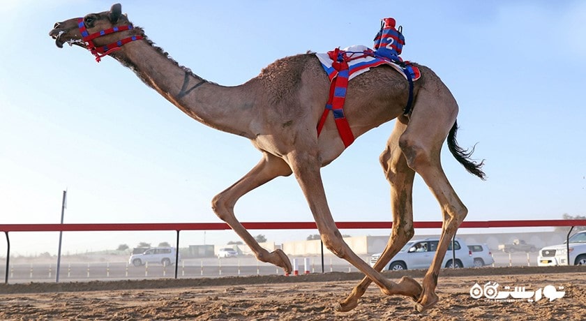 سرگرمی مسابقه شتر دوانی با ربات شهر امارات متحده عربی کشور ابوظبی