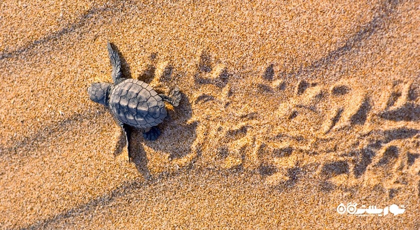 سرگرمی ساحل لاکپشت آلاگادی شهر قبرس شمالی کشور نیکوزیای شمالی