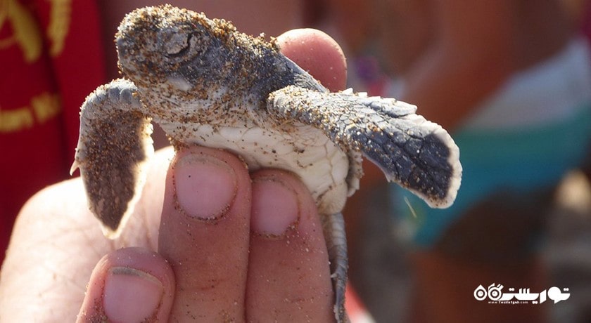 سرگرمی ساحل لاکپشت آلاگادی شهر قبرس شمالی کشور نیکوزیای شمالی