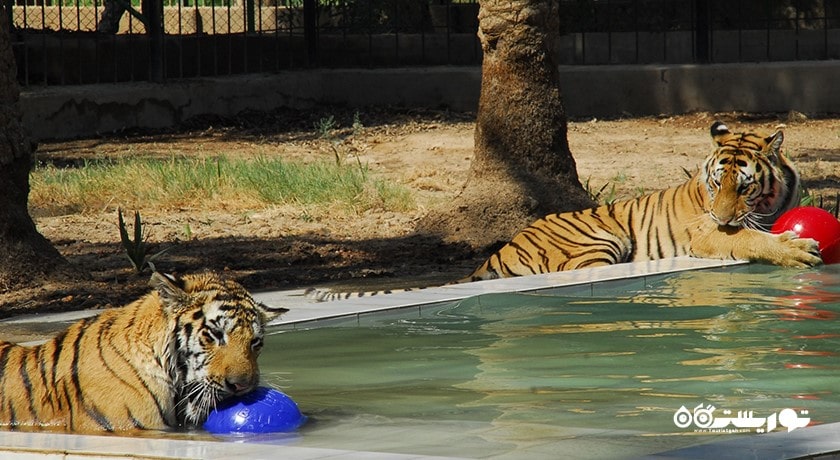 باغ وحش بغداد -  شهر بغداد