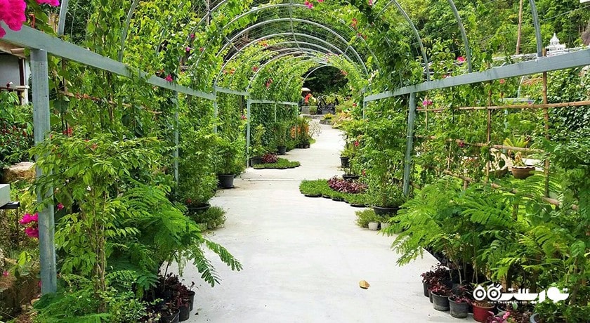  سکوی مشاهده لامای شهر تایلند کشور کو سامویی