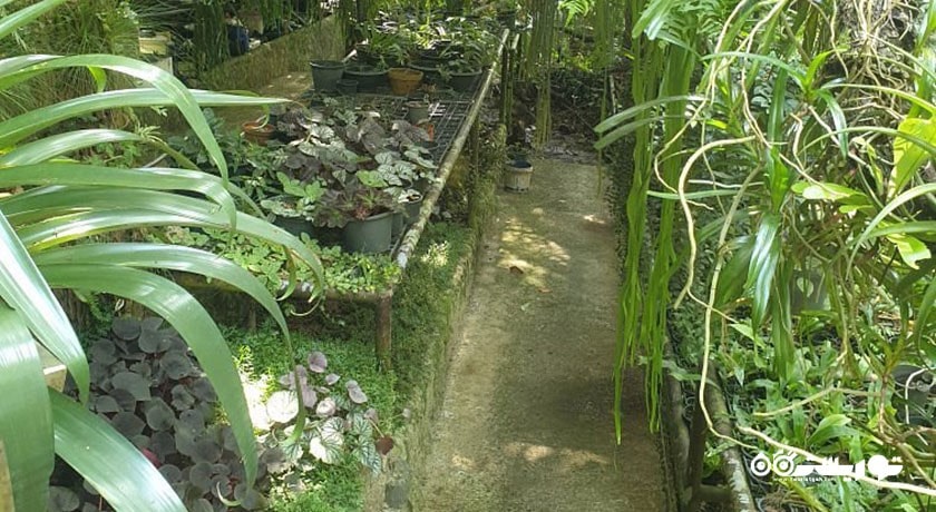  آبشارهای نا مو آنگ شهر تایلند کشور کو سامویی