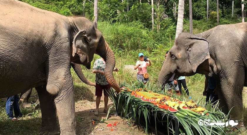  پناهگاه فیل سامویی شهر تایلند کشور کو سامویی