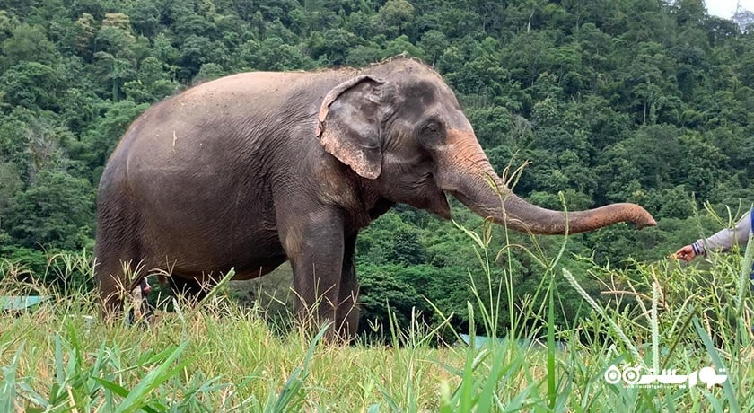  پناهگاه فیل سامویی شهر تایلند کشور کو سامویی