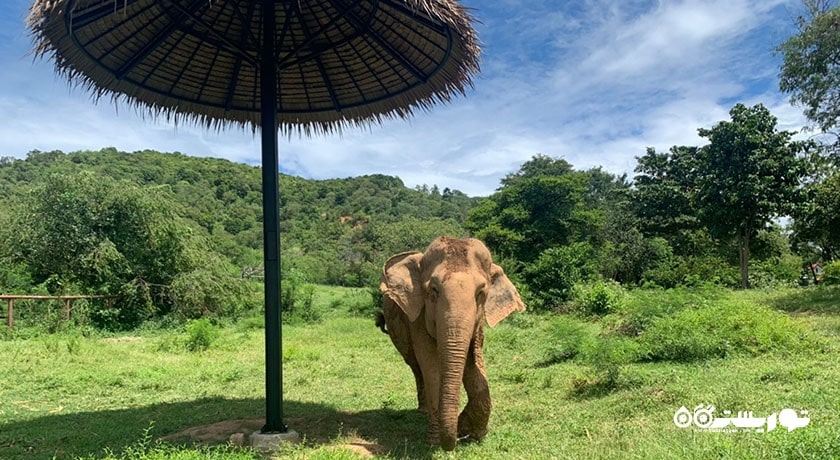  پناهگاه فیل سامویی شهر تایلند کشور کو سامویی