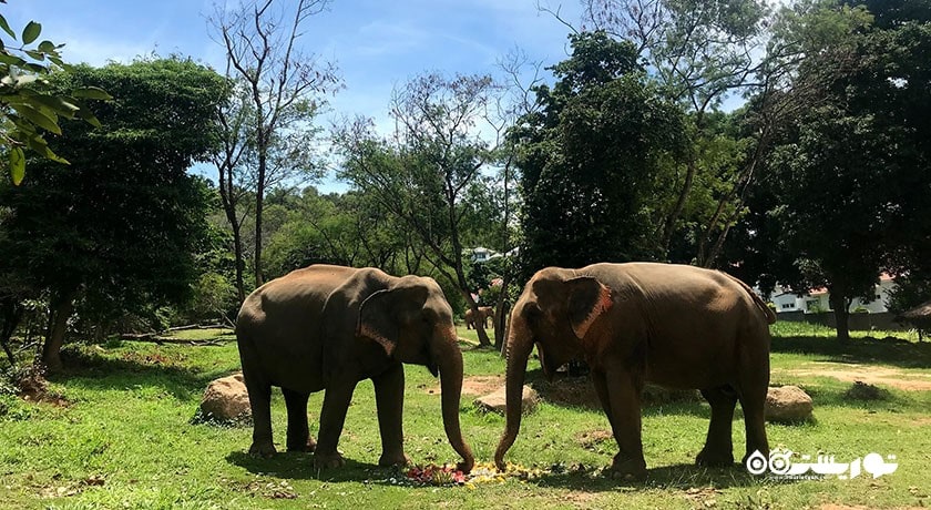  پناهگاه فیل سامویی شهر تایلند کشور کو سامویی