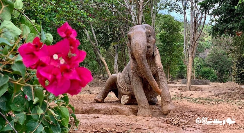  پناهگاه فیل سامویی شهر تایلند کشور کو سامویی